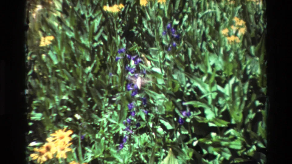 1981 8mm frame of a pale hummingbird near purple and yellow garden flowers, with dense green leaves and dark film edges.