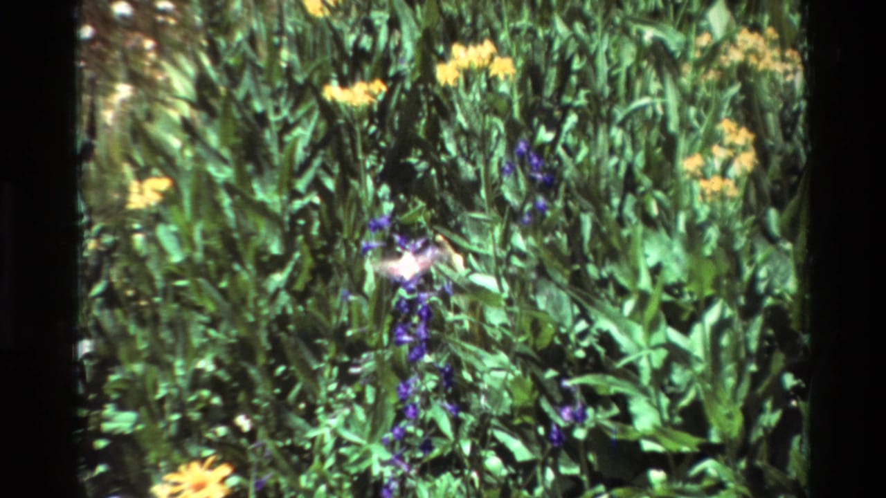 A pale hummingbird appears near a purple flower spike in a green garden setting, with yellow blossoms in the background.