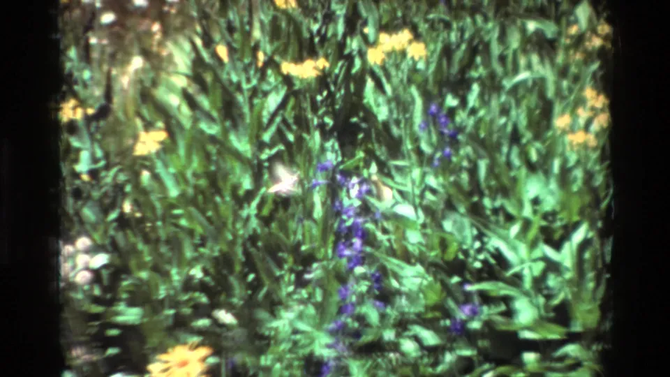 A motion-blurred pale hummingbird crosses dense garden foliage, with yellow flowers and purple blooms visible in the 8mm frame.