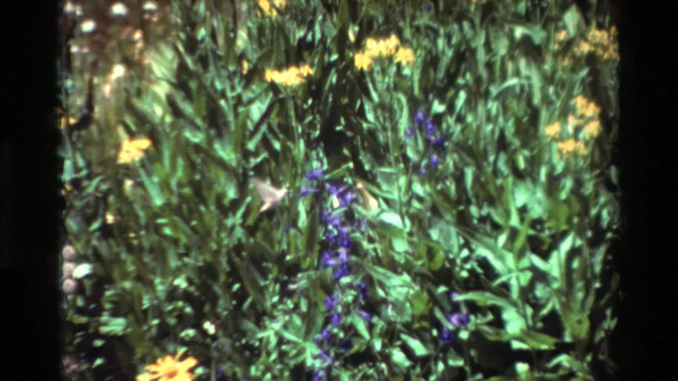 The pale hummingbird remains close to purple flowers amid dense green leaves and scattered yellow blooms in the listed 1981 garden footage.