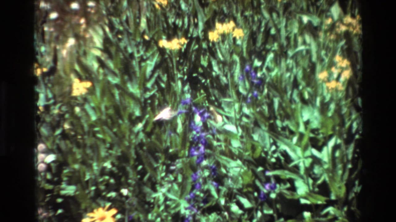 Metadata-listed 1981 8mm frame showing a small hummingbird shape near purple and yellow flowers in dense foliage.