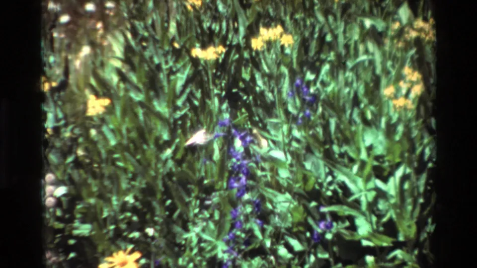 Metadata-listed 1981 8mm frame showing a small hummingbird shape near purple and yellow flowers in dense foliage.