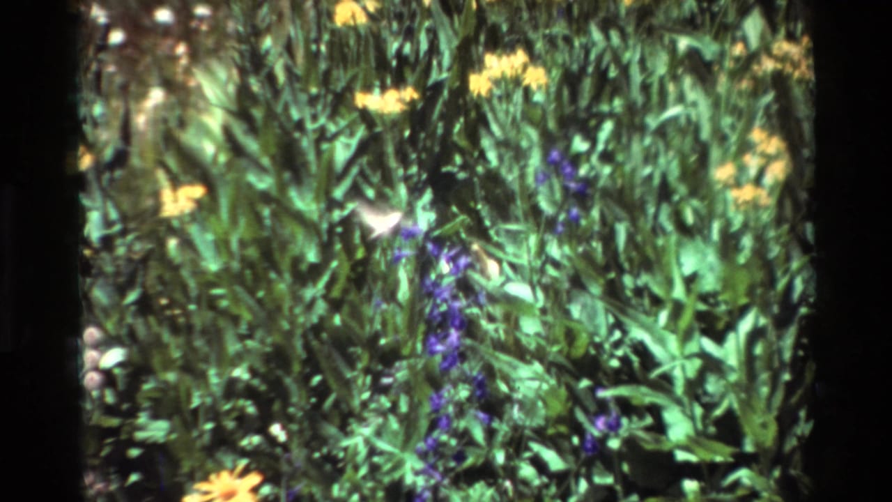 Small hummingbird form hovering near purple flowers in leafy plants.