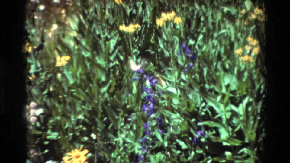 Metadata-supported 1981 home-movie frame with a blurred hummingbird near purple flower stalks and yellow blooms.