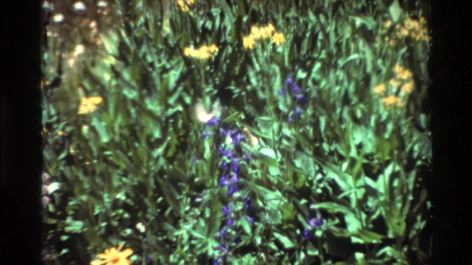 A small hummingbird shape remains visible among dense leaves, purple blossoms, and yellow flowers in the 8mm frame.