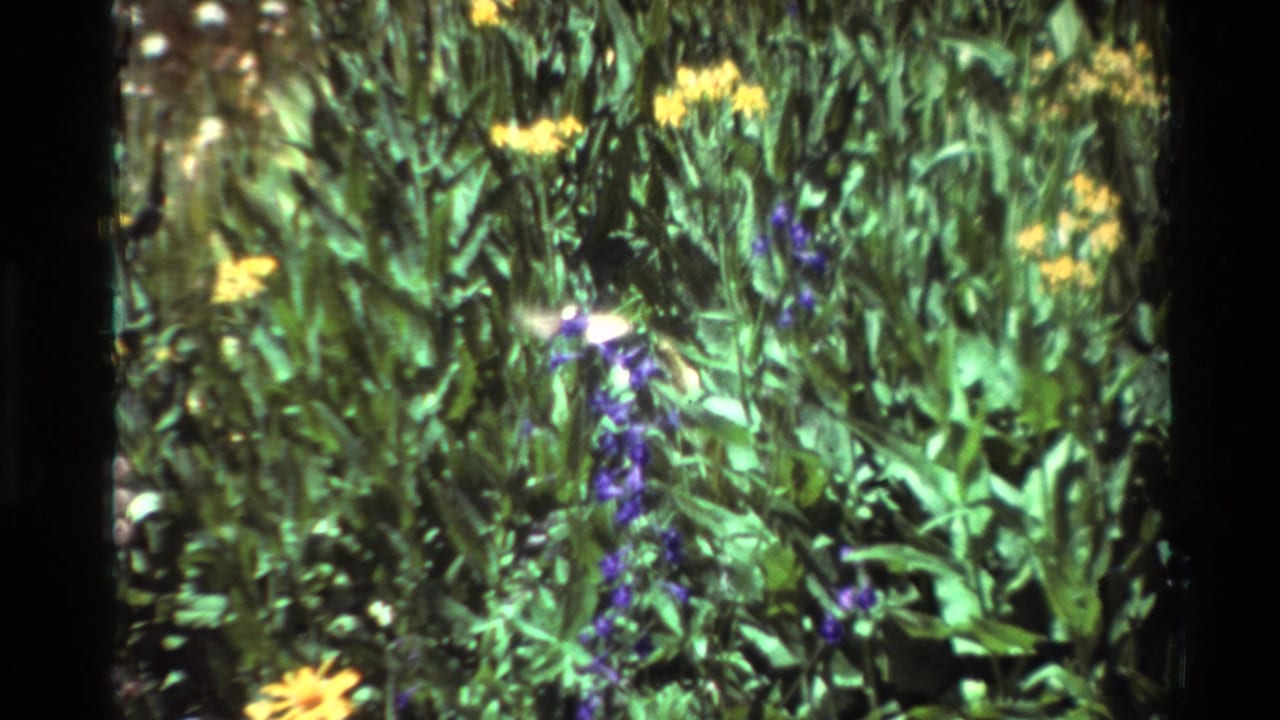 Cataloged 1981 8mm frame of a hummingbird hovering in a flower-filled garden, with yellow blossoms, purple spikes, and dark film borders.