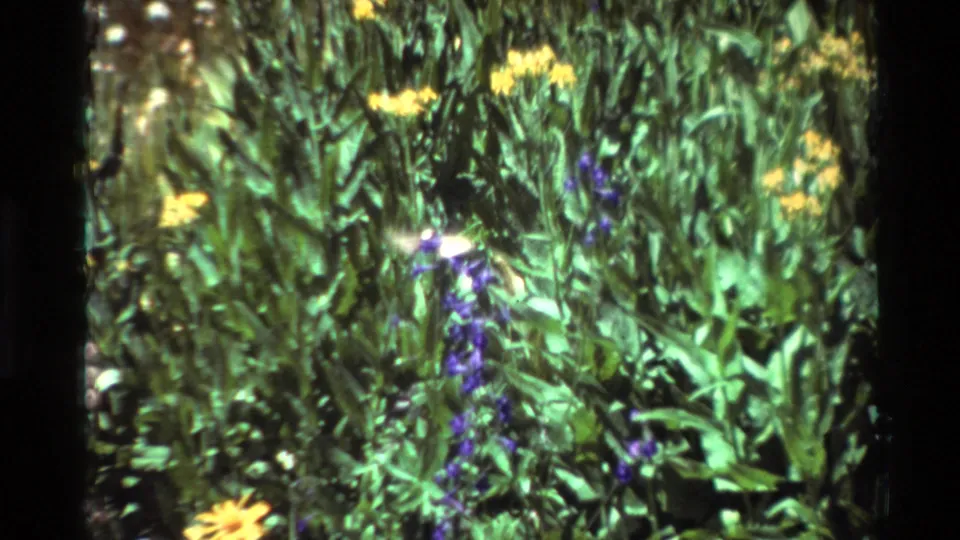 Cataloged 1981 8mm frame of a hummingbird hovering in a flower-filled garden, with yellow blossoms, purple spikes, and dark film borders.