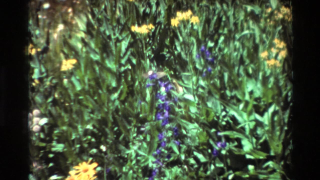 Small hummingbird near purple flowers with yellow blossoms behind it.