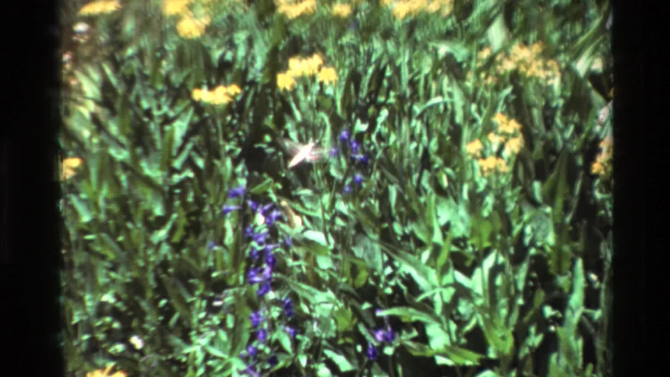 A blurred hummingbird crosses the flower bed beside purple blooms and yellow flowers, with 8mm grain and dark borders visible.