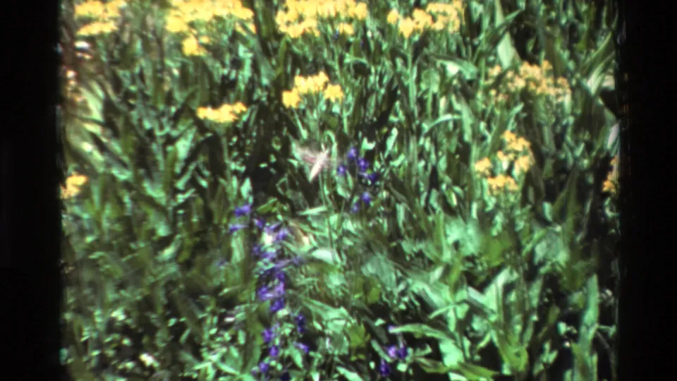 A hummingbird hovers above purple flowers in a dense garden scene, with yellow blossoms and visible 8mm frame edges around the shot.