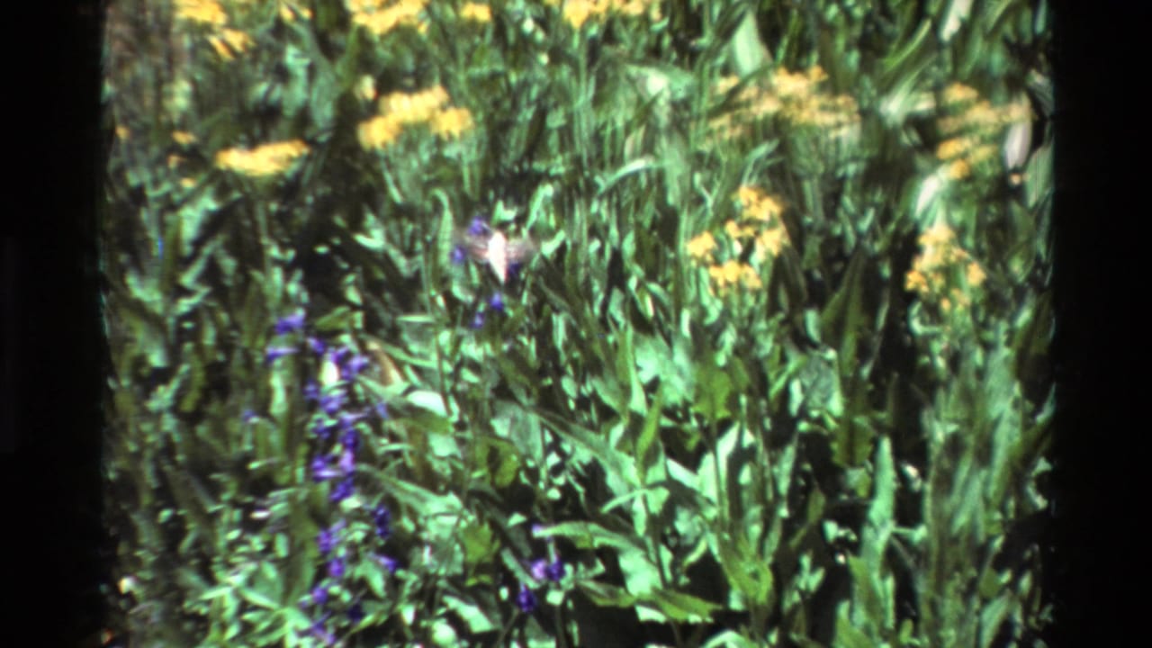 1981 8mm frame of yellow and purple wildflowers in dense green foliage, with no bird visible in this still.