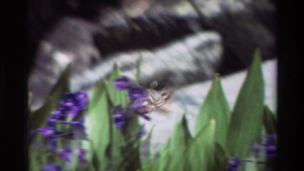 Hummingbird hovers beside purple blossoms in a 1981 8mm nature frame, with green leaves and gray rocks in the background.