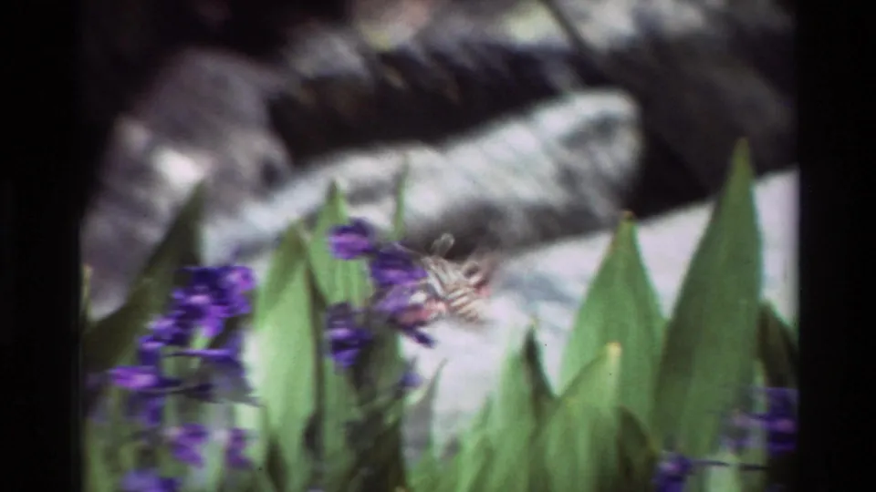 Hummingbird hovers beside purple blossoms in a 1981 8mm nature frame, with green leaves and gray rocks in the background.