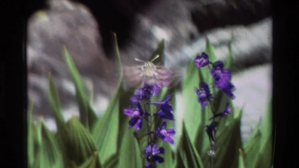 Motion-blurred hummingbird feeding near purple blossoms, framed by tall green leaves and soft gray rocks in vintage 8mm footage.