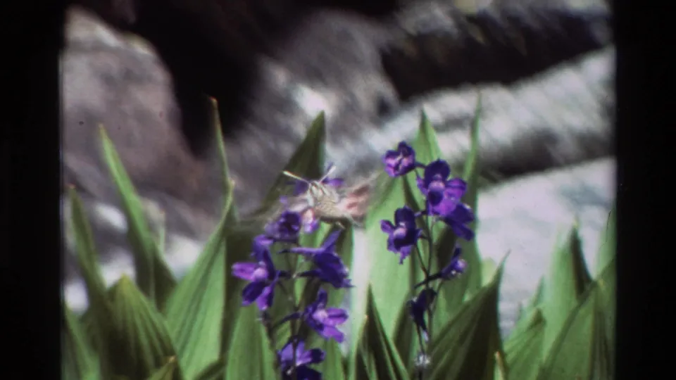 Hummingbird hovers over purple flowers in the final 1981 8mm still, with green foliage, gray rocks, and visible film grain.