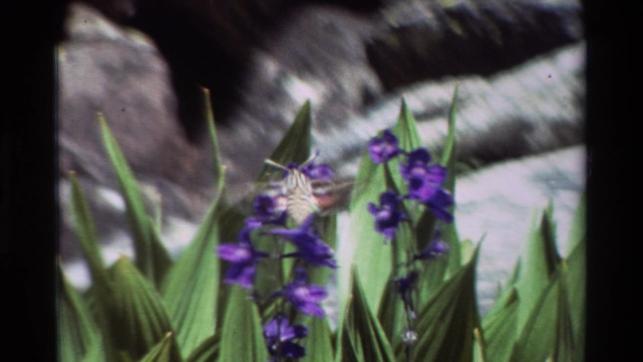 Hummingbird hovering beside purple flowers and green leaves with rocks behind.