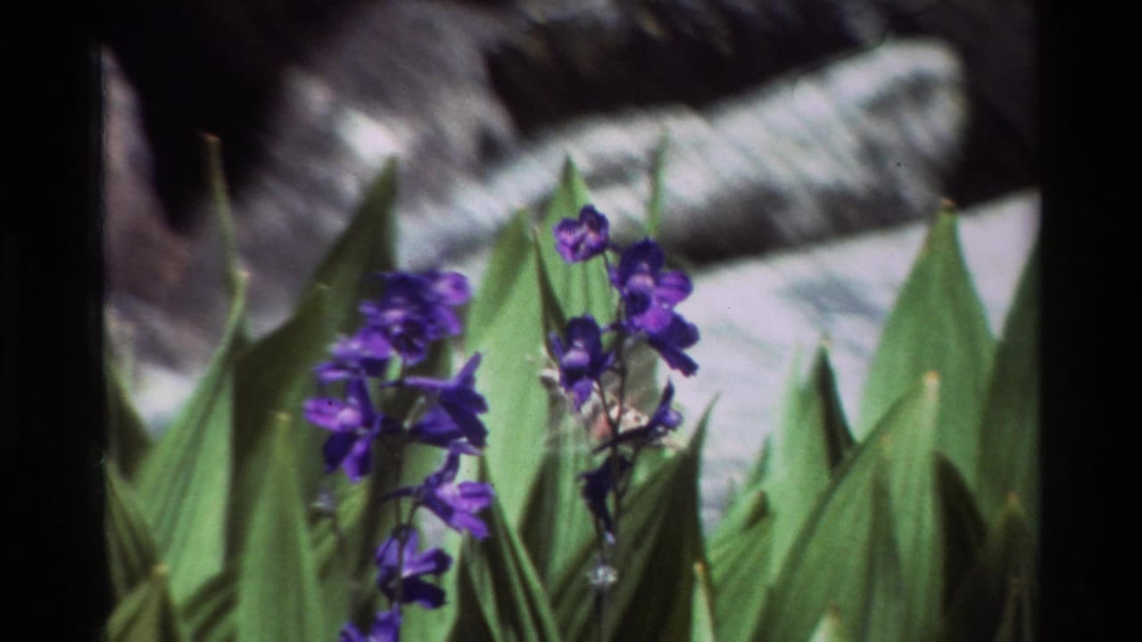 The hummingbird appears beside purple flower spikes, with green leaves and pale rocks visible in soft 8mm focus.