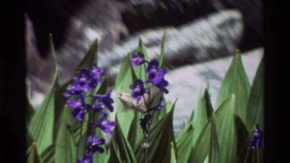 A close handheld frame shows the hummingbird near purple blossoms, partially blurred by movement against leaves and rocks.