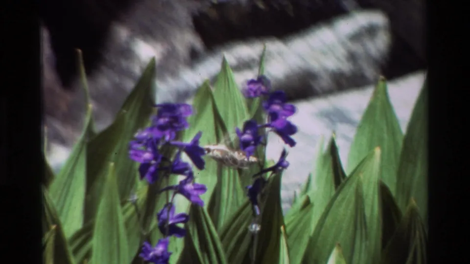 Final frame shows the hummingbird suspended near purple flowers, with large green leaves and pale rocks behind the subject.