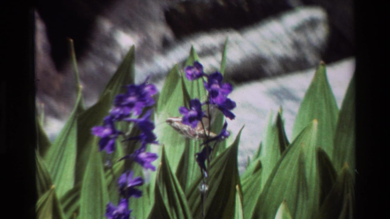 Close 1981 8mm view of purple wildflowers among tall green leaves, with a small insect and rocky background visible.
