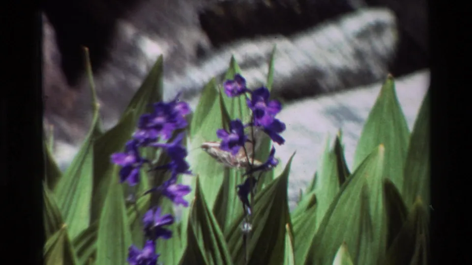Close 1981 8mm view of purple wildflowers among tall green leaves, with a small insect and rocky background visible.