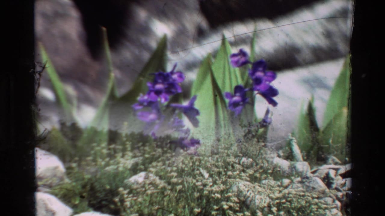 Purple wildflowers appear among green leaves and low vegetation in a rocky mountain setting listed as British Columbia.