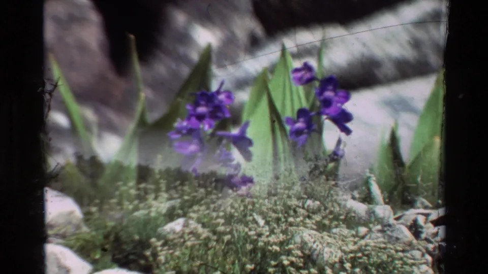Purple wildflowers appear among green leaves and low vegetation in a rocky mountain setting listed as British Columbia.