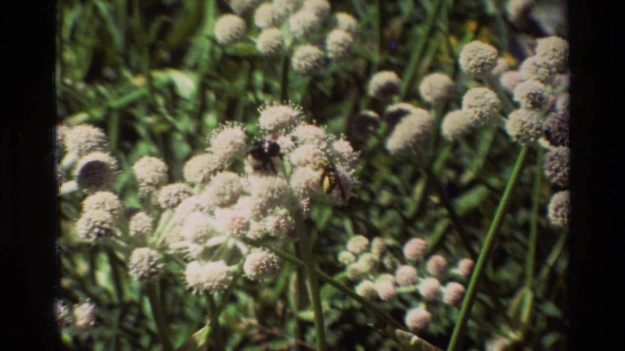 Close 8mm view of bees moving among clustered pale wildflowers in a sunlit meadow setting.