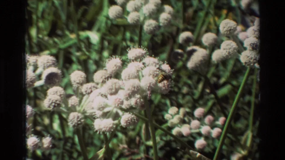 Vintage close-up showing bees on rounded pale flower heads with surrounding meadow stems and grasses.