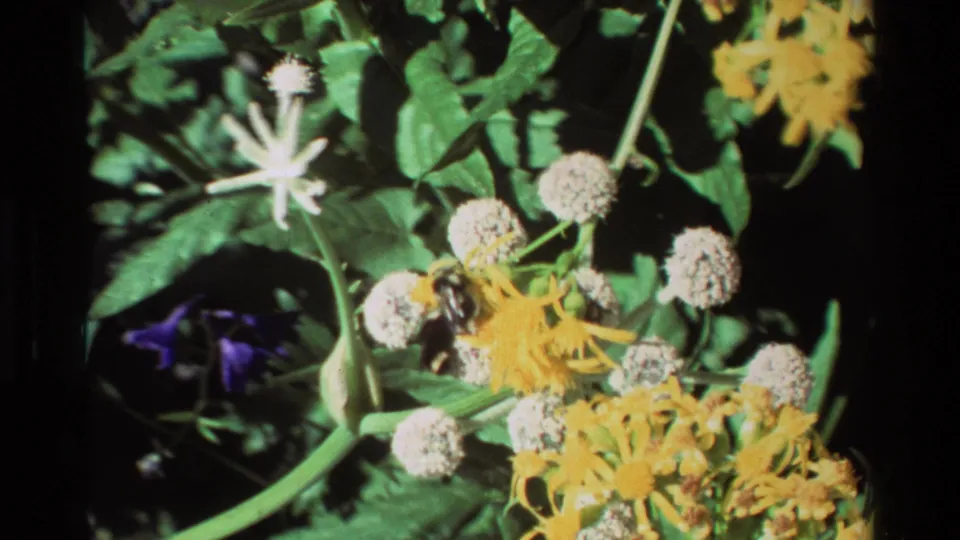 Close 8mm frame of bees visiting pale clustered flowers beside yellow wildflowers, green leaves, and a small purple bloom.