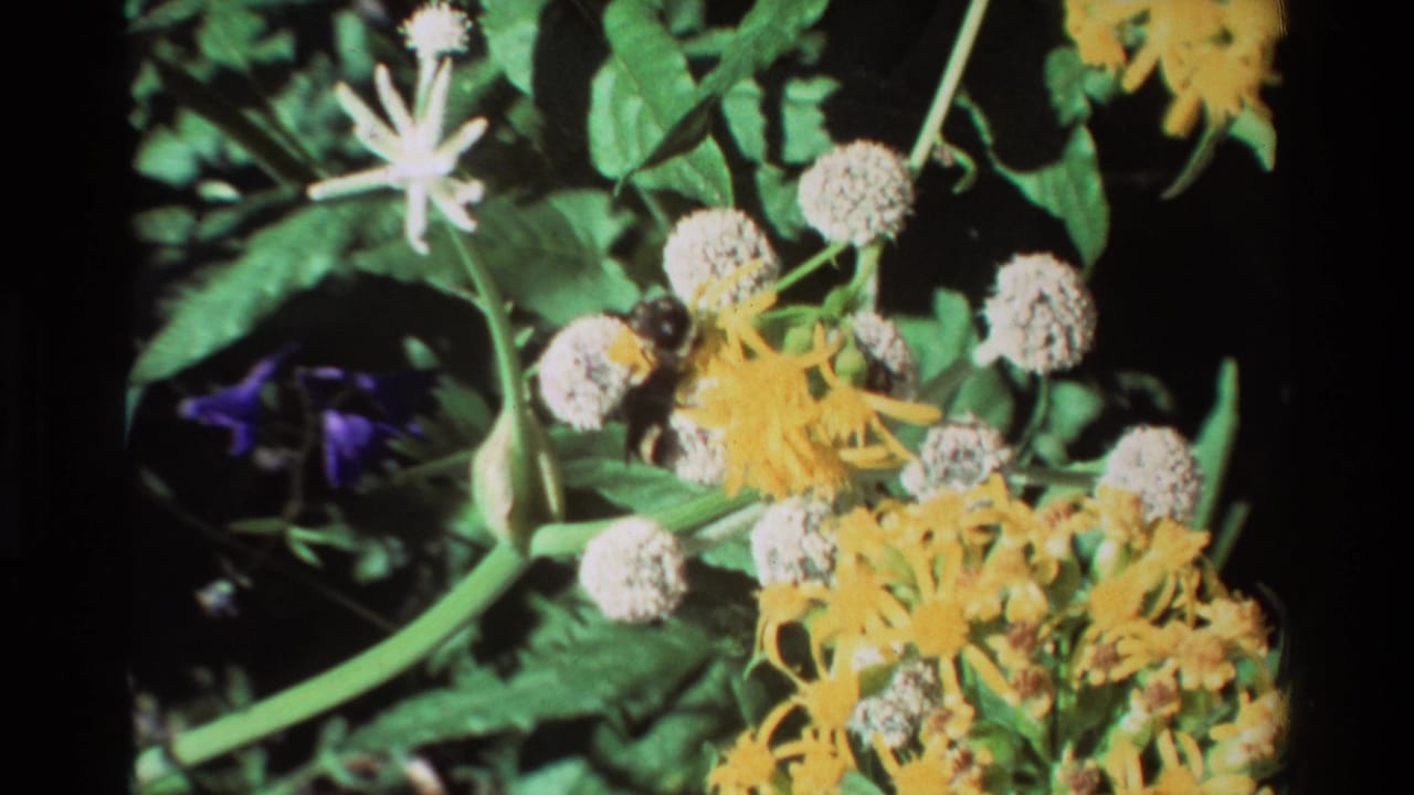 Bee among yellow and white flowers with green foliage and a purple bloom nearby.