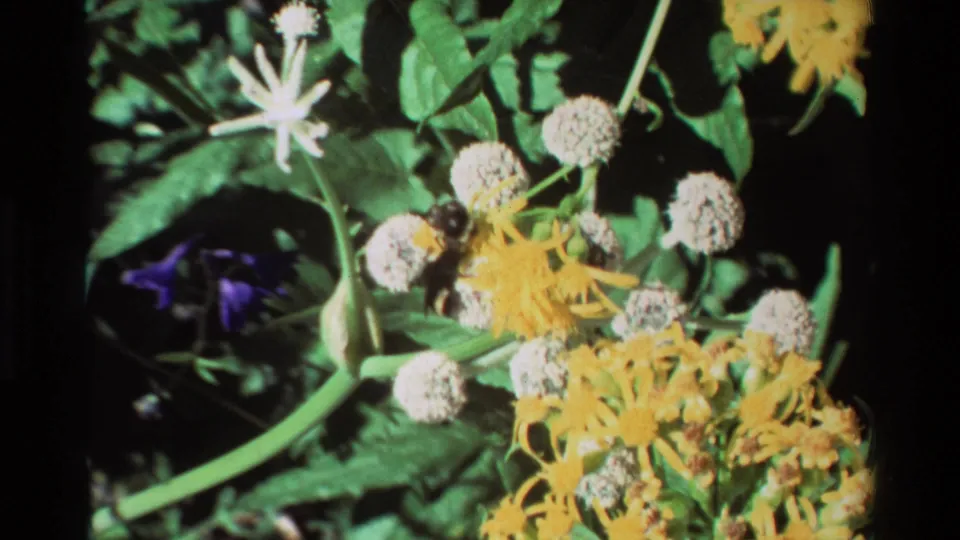 Catalogued 1981 8mm close-up of a bee moving among yellow composite flowers, white spherical blooms, green leaves, and a purple flower.