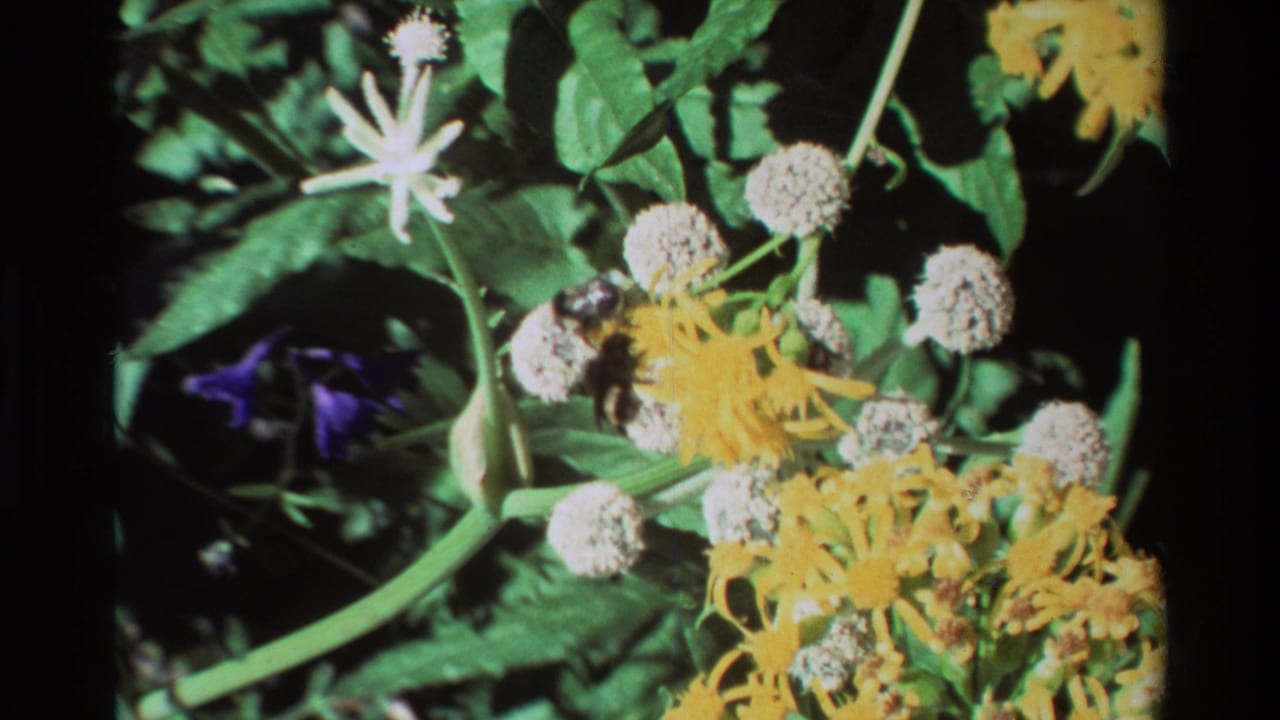 Close 8mm frame of a bee near yellow blossoms and white round blooms, with leafy stems and a purple flower in the background.
