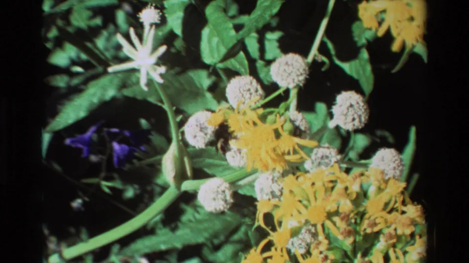 Vintage 8mm frame showing a bee on clustered pale blooms beside yellow flowers, green stems, leaves, and a purple blossom.