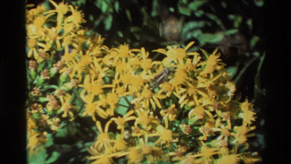 Later 8mm frame with dense yellow daisy-like flowers and green foliage, with any bee activity less distinct in the soft close-up.