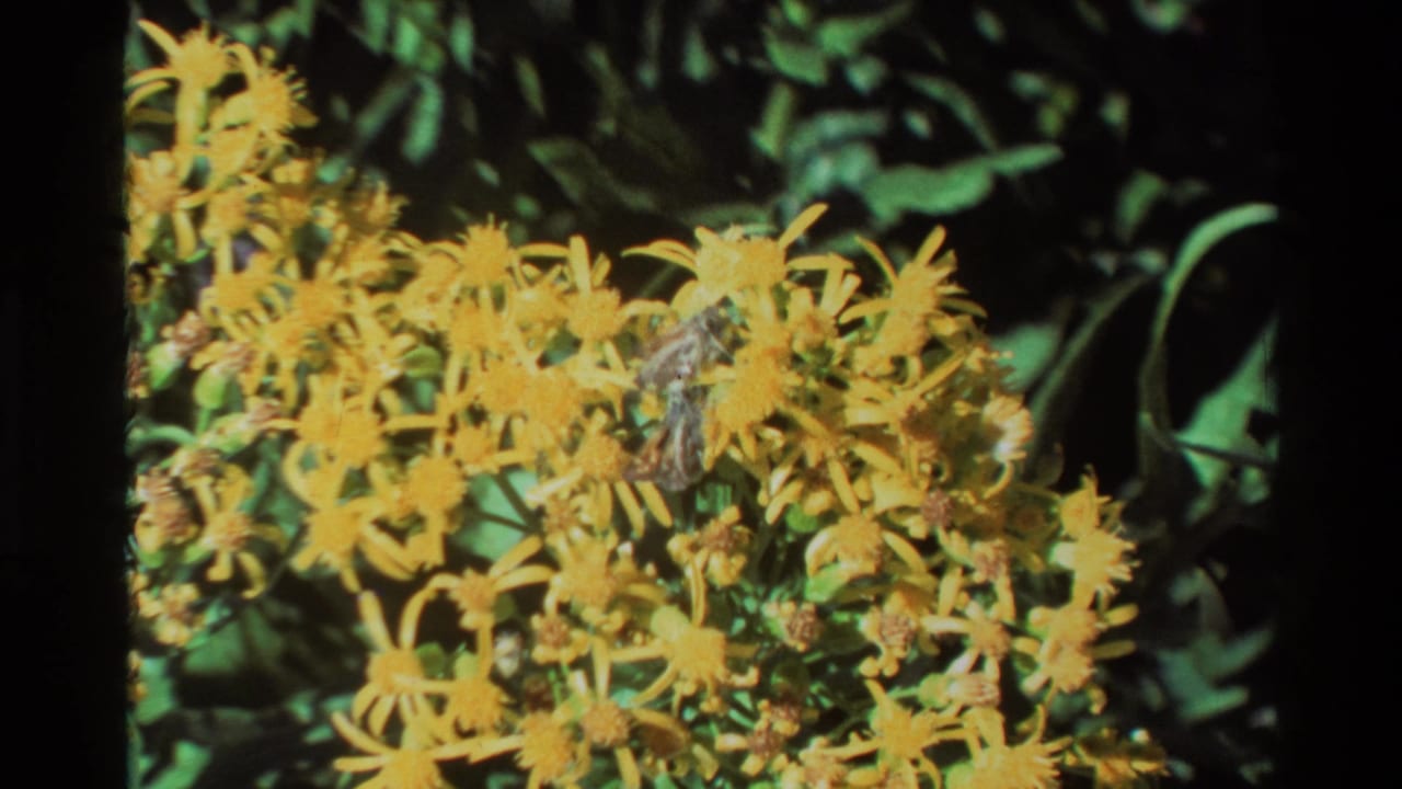 1981 8mm home-movie frame of yellow wildflowers with a small moth or butterfly near the blossoms and green foliage behind.