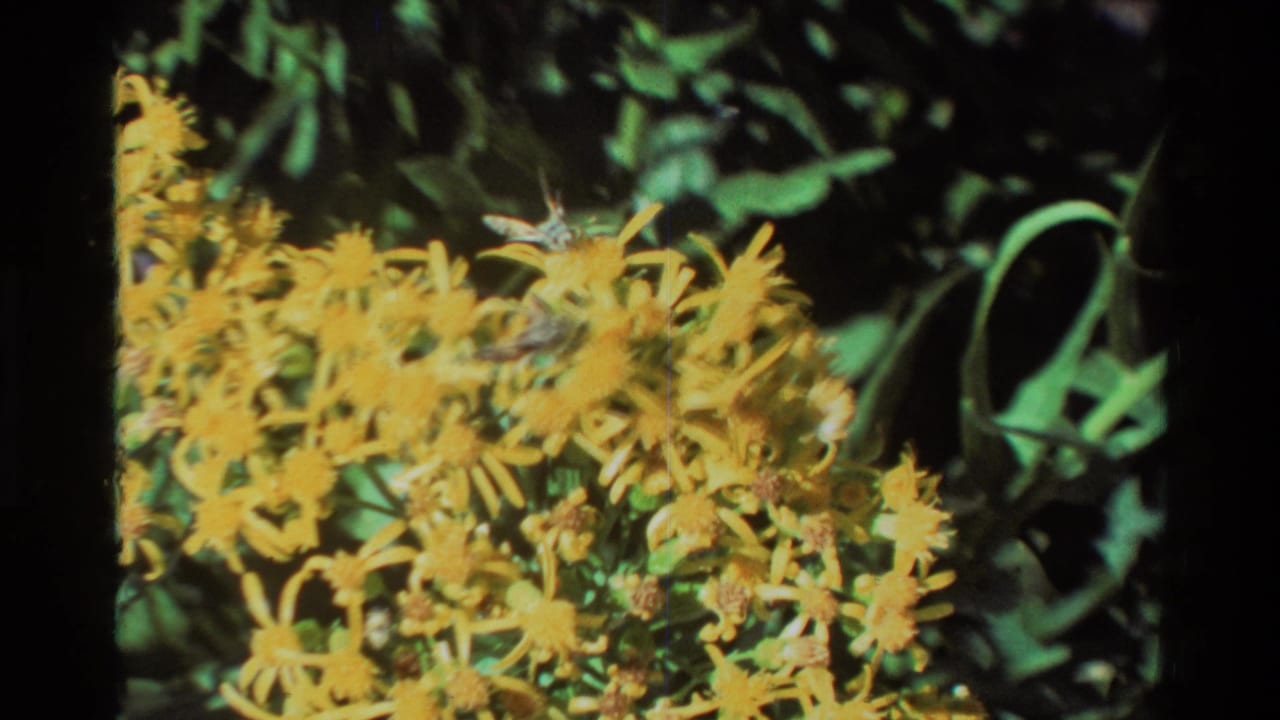 1981 8mm frame showing yellow wildflowers as a small insect hovers or lands near the upper blossoms.