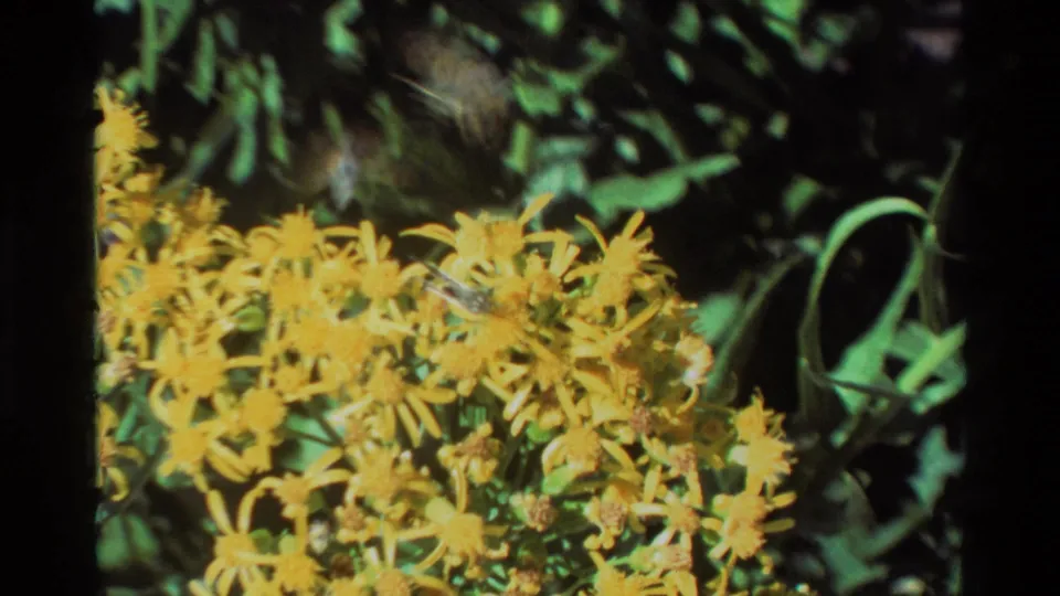 1981 8mm home-movie frame with yellow wildflowers, green leaves, and a motion-blurred insect crossing above the blossoms.