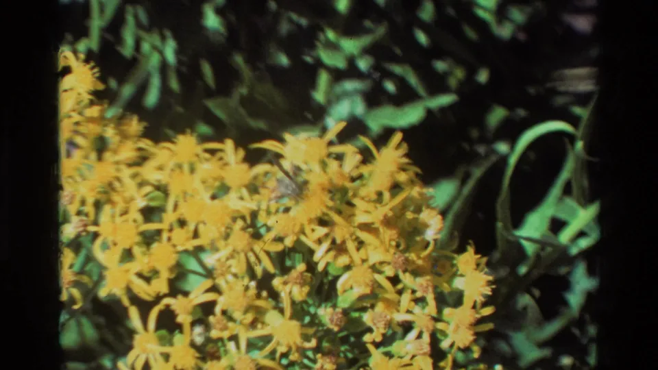 1981 8mm frame of yellow wildflowers and green foliage with a small bee-like insect visible near the center of the blooms.