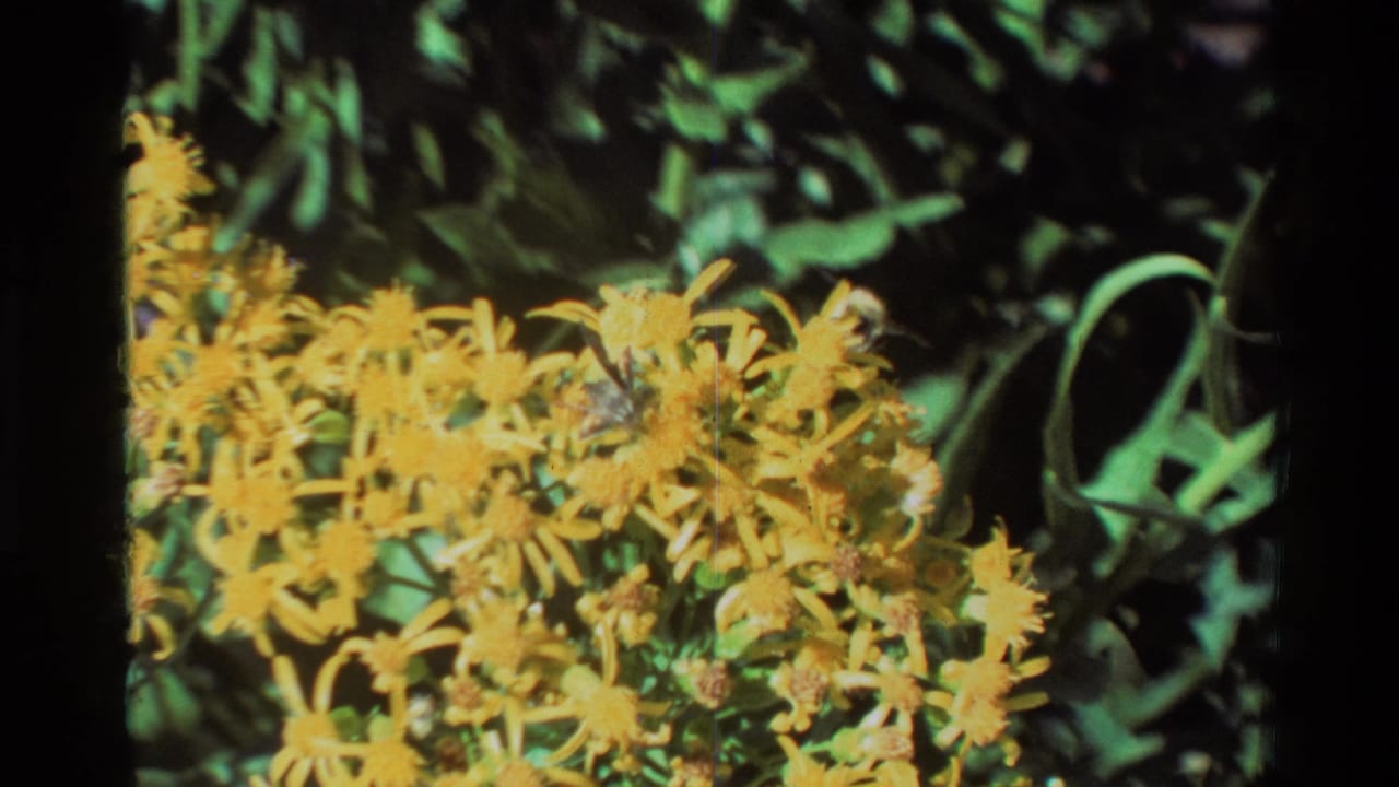 1981 8mm frame of yellow blossoms and green leaves in a sunlit outdoor setting, with dark film edges visible.