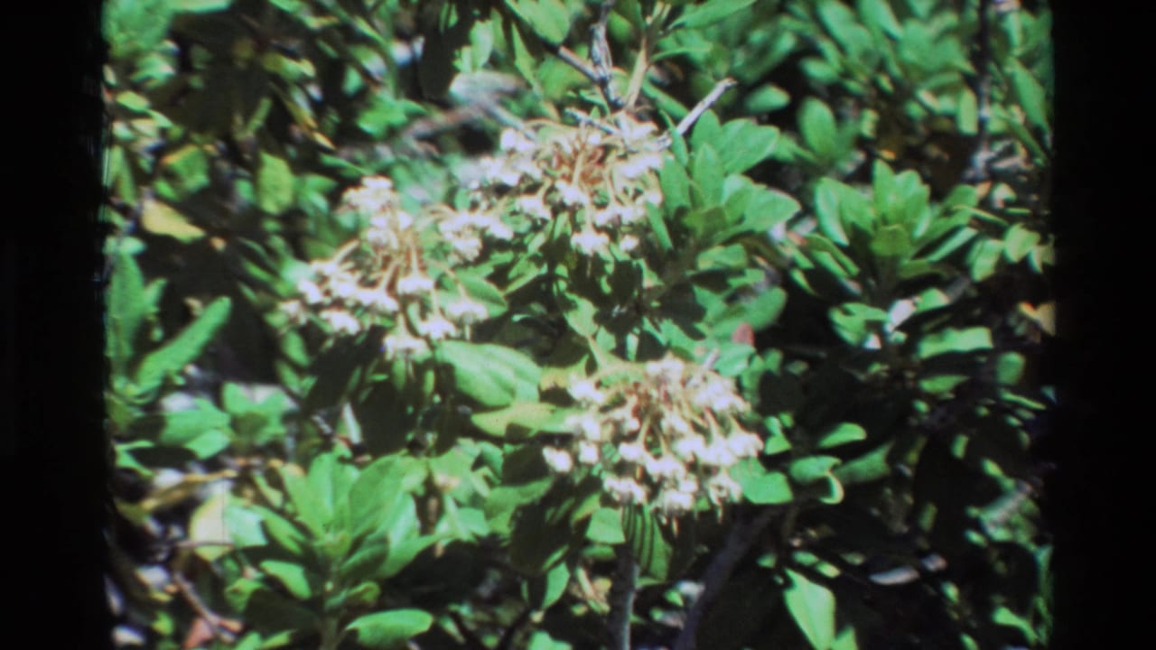 Close 8mm view of pale white flower clusters and glossy green foliage, supported by metadata as 1981 British Columbia footage.