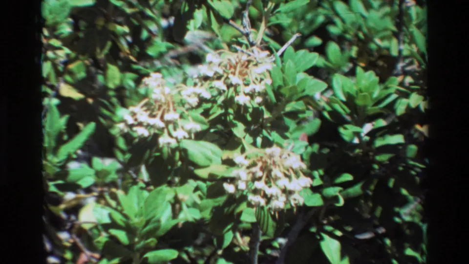 White flowering shrub framed closely in vintage 8mm footage, with saturated greens and a dark edge from the film scan.