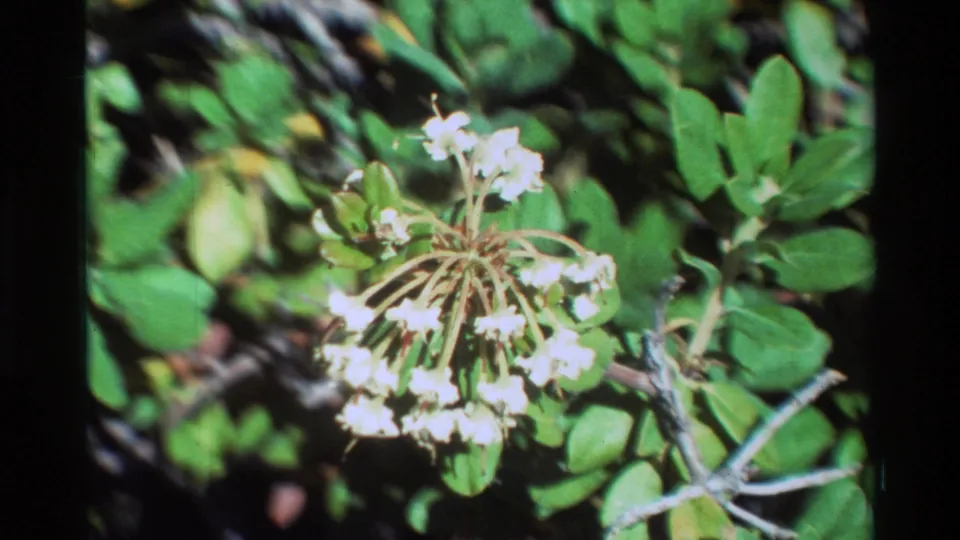 Soft-focus close-up of white blossoms and surrounding leaves in 1981 archival 8mm home-movie footage.