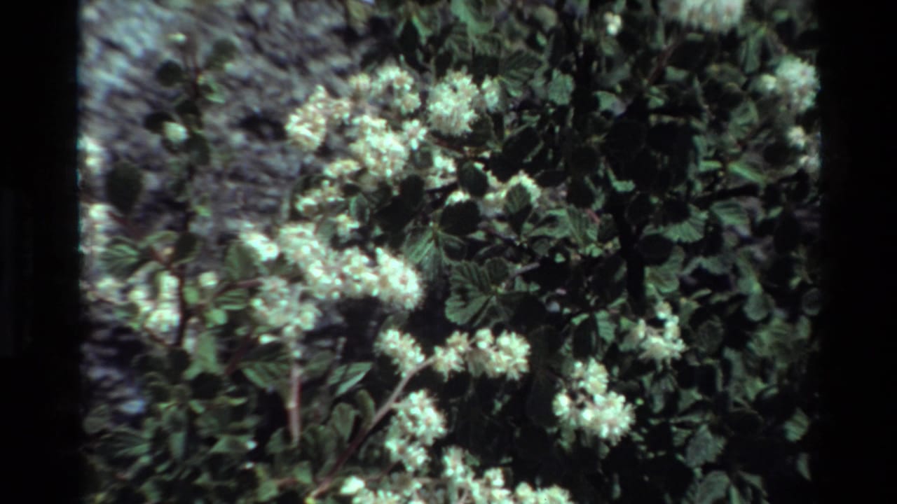 White blossoms and green leaves filling the frame.