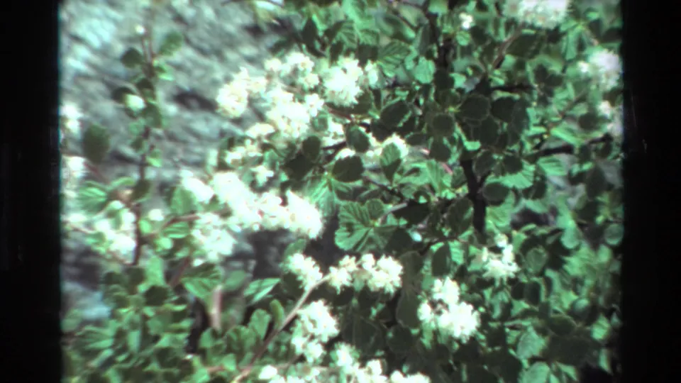 Soft 8mm close-up of white shrub flowers and green leaves, likely part of the supplied 1981 British Columbia nature footage.