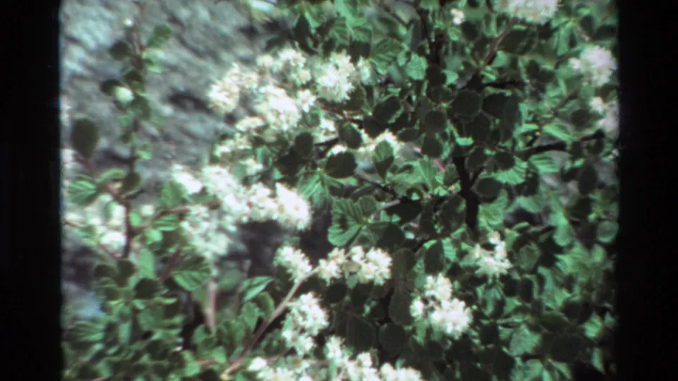 Final frame of a close 8mm pan across white flower clusters and green shrub leaves, with archival softness and visible film grain.