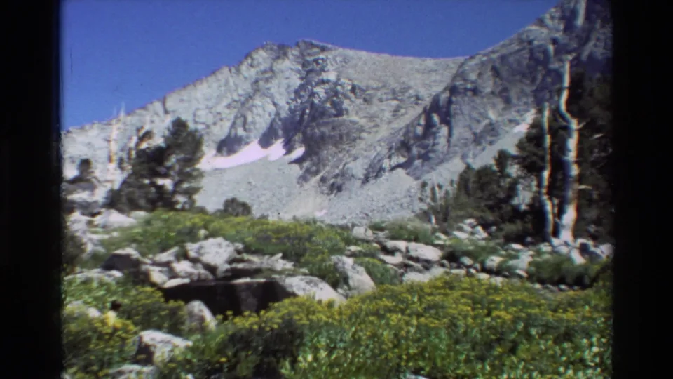 Listed 1981 8mm alpine scene with yellow wildflowers, boulders, conifers, a pale dead tree trunk, and rocky mountain slopes.