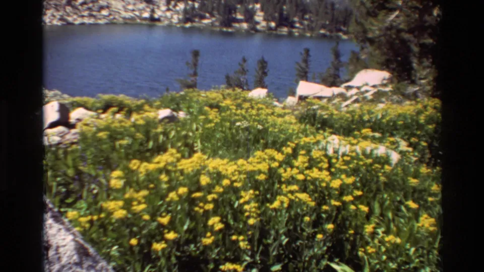 1981 home-movie frame of yellow wildflowers in the foreground with a blue lake and rocky forest edge behind.