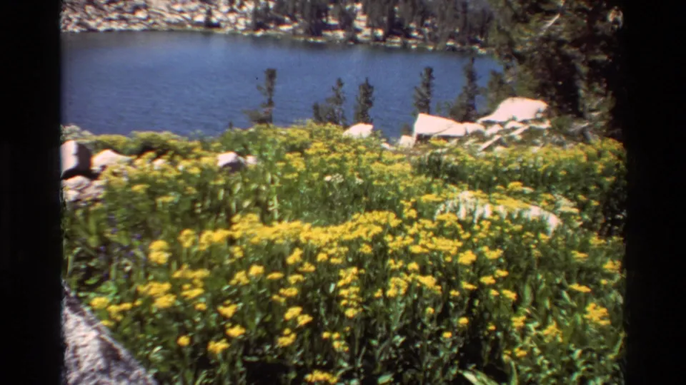 Lakeside meadow in 1981 8mm footage, with yellow wildflowers, green grasses, blue water, and trees in the background.