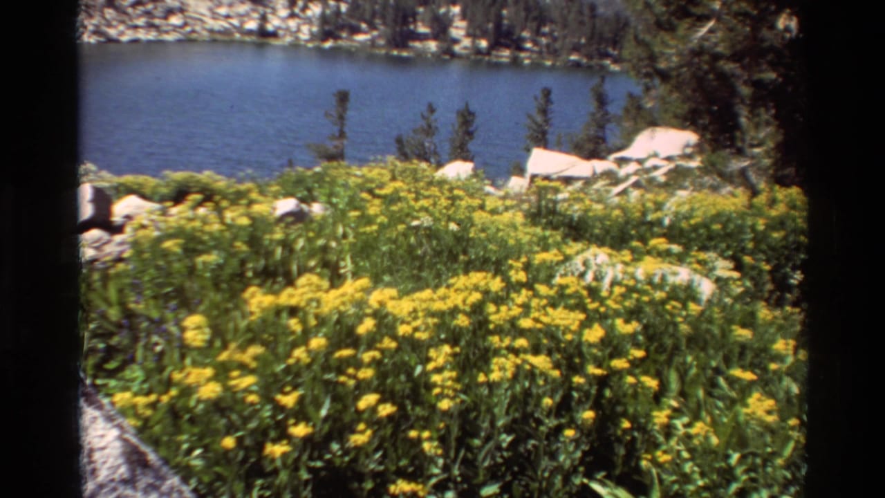 Yellow wildflowers beside a blue lake with rocks and trees in bright sun.